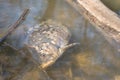 Dead fish float on surface of water in polluted lake or river Royalty Free Stock Photo