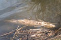 Dead fish float on surface of water in polluted lake or river Royalty Free Stock Photo