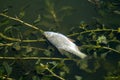 Dead fish float on the surface of the water among the river algae. Dead roach in the river