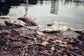 Dead fish floated with fly and plastic bottles and other trash in the dark water Royalty Free Stock Photo