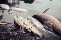 Dead fish floated with fly and plastic bottles and other trash in the dark water Royalty Free Stock Photo