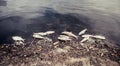 Dead fish floated with fly and plastic bottles and other trash in the dark water Royalty Free Stock Photo