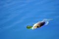 Dead fish floating Royalty Free Stock Photo