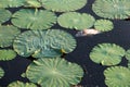 Dead fish floating in the dark water pollution with green plants in waste lake Royalty Free Stock Photo