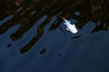 Dead fish floating in the dark water pollution in waste lake Royalty Free Stock Photo