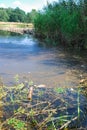 A dead fish floats in a polluted river. Poisoned dirty water. Ecological disaster 2022, river Odra (Oder) Poland. Royalty Free Stock Photo