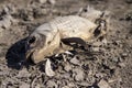 Dead fish with a fly crawling on it. Animal suffocated after water cut off to pond