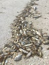 Dead fish on Fort Myers Beach Royalty Free Stock Photo