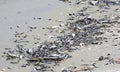 Dead fish on Fort Myers Beach Royalty Free Stock Photo