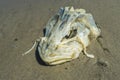 Dead fish head skeleton on the beach. Royalty Free Stock Photo