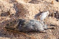 Dead fish lie in sand on shore of pond, flies crawl along biological waste, close up. Ecology and environmental problems, death of