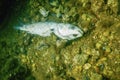 Dead Fish Lying at Bottom of the Ocean, Ocean Environmental Destruction, Marine Protection