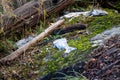 Dead fish by marsh land in December