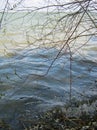 Dead fish nailed to the shore of the lake