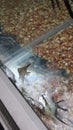 Dead Fish at Pet Store