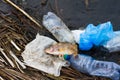 Dead fish with plastic trash on the ocean. Concept for the protection of marine life and oceans. Royalty Free Stock Photo
