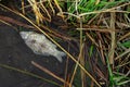 Dead fish in polluted natural reservoir water bad ecology conditions nowadays actual concept