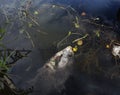 Dead Fish in Polluted River Water