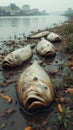 Dead Fish on Polluted Shoreline Highlighting Environmental Issues Royalty Free Stock Photo