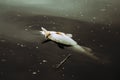 Dead fish in polluted water Royalty Free Stock Photo