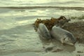 Dead fish pollution in ocean environmental klima change problem. plastic contaminate seafood