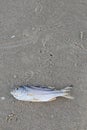 Dead fish lie on the beach Royalty Free Stock Photo