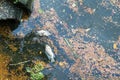 Dead fish on the river. Dark water pollution Royalty Free Stock Photo