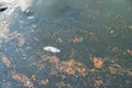 Dead fish on the river. Dark water pollution Royalty Free Stock Photo