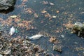 Dead fish on the river. Dark water pollution Royalty Free Stock Photo