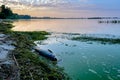 Dead fish in the river. Ecological catastrophy. Green water