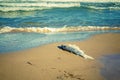 Dead fish in the seaside by contaminated water. climate change