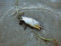 Dead Fish On Shore Royalty Free Stock Photo