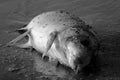 Dead Fish on Shore Royalty Free Stock Photo