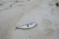 Dead Fish Washed-up on the Beach