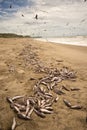 Dead fish washed up on beach