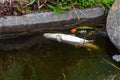 Dead fish in the water, concept of water pollution in nature. Dangerous and dirty contaminated water