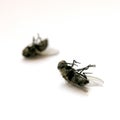 Dead flies Royalty Free Stock Photo