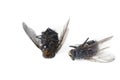 Dead flies Royalty Free Stock Photo