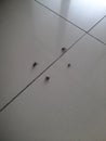 4 Dead flies helplessly on the clean floor Royalty Free Stock Photo