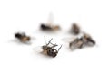 Dead flies isolated with shadows on a white background, copy spa Royalty Free Stock Photo