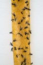 Dead Flies On Sticky Tape Royalty Free Stock Photo