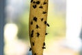 Dead Flies On Sticky Tape. Flypaper, sticky tape. Trap for flies, insects.Flies stuckTrap for insects insects. lot flies Royalty Free Stock Photo
