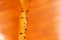 Dead flies on sticky tape, orange background Royalty Free Stock Photo