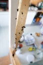 Dead flies on sticky tape, trap for flies with glue, adhesive flytrap, stucktrap for insects Royalty Free Stock Photo