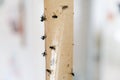 Dead flies on sticky tape, trap for flies with glue, adhesive flytrap, stucktrap for insects Royalty Free Stock Photo