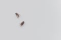 Dead flies on a white background Royalty Free Stock Photo