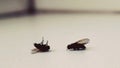 Dead flies