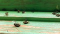 dead flies on the windowsill in spring Royalty Free Stock Photo
