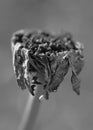 Dead flower