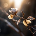 a dead flower on a branch in front of the sun